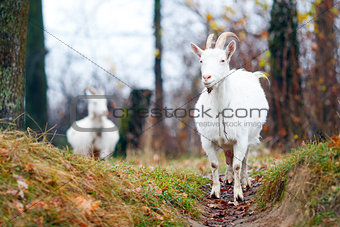Two goats in Autumn forest