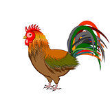 A beautiful rooster isolated on a white background