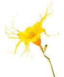 yellow flower splashes