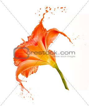 orange flower splashes