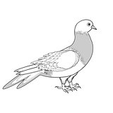 A monochrome sketch of a pigeon
