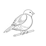 A monochrome sketch of a bird (bullfinch)