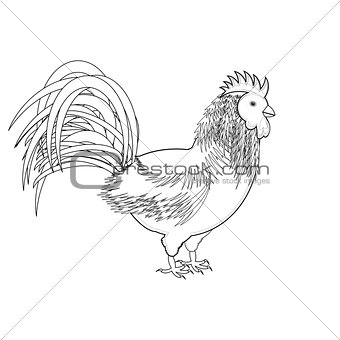 A monochrome sketch of a rooster