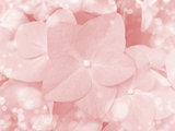 Pink flower background close up
