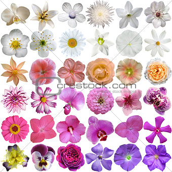 Big Selection of Various Flowers Isolated on White Background