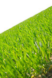 juicy green summer grass on a white background
