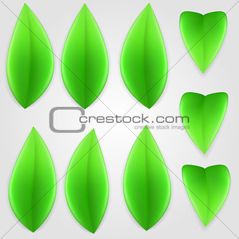 Natural green leaves.
