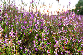 branches of a blossoming heather close up