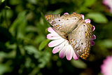 White Peacock Butterfly Garden Flower