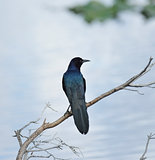 Blackbird On A Branch