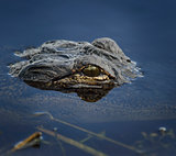 Alligator Head In The Water 