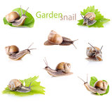 set garden snail (Helix aspersa)