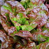 Red salad