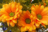 Orange chrysanthemum flowers