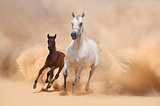 Arabian Mare and foal galloping in desert