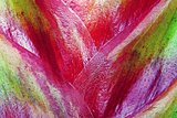 Color texture of a plant closeup