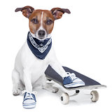 skateboard dog