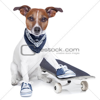 skateboard dog