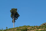 One tree on hill