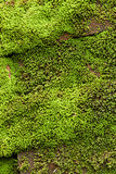 Green lichen 