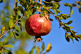 pomegranate trees in the garden and fruit