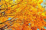 Yellow maple leaves on branches