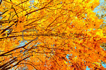 Yellow maple leaves on branches