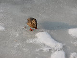 Ducks in winter time â walking on the ice