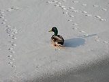 Ducks in winter time â walking on the ice