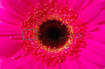 Bright pink gerbera macro close up