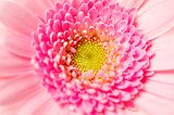 Close up shot of a pink gerbera