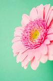 Pink gerbera on a green background