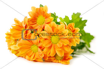 Orange spray Chrysanthemum