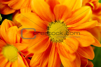 Orange spray Chrysanthemum
