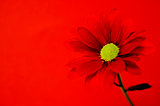 Red spray chrysanthemum