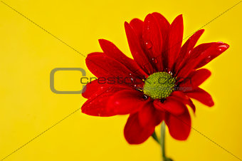 Red chrysanthemum on a yellow background