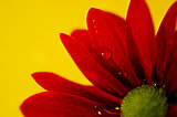Red chrysanthemum on a yellow background