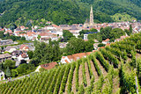 grand cru vineyard, Thann, Alsace, France