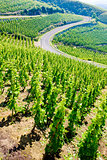 grand cru vineyard, Cote Rotie, Rhone-Alpes, France