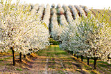 blooming orchard in spring, Czech Republic