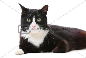 Beautiful black and white cat over white background