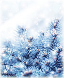Snowy fir tree background