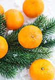 Fresh tangerine with  spruce branch 