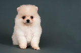 Pomeranian puppy 