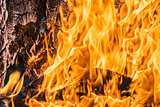 Flames in a wood burning fireplace