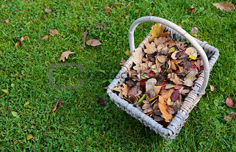 Woven basket of fall leaves on grass