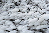 Shrub Plant Covered in Frozen Ice