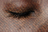 Women eye, close-up