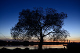 Alone tree on dusk background