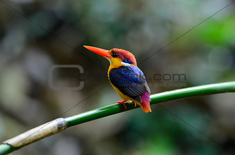 male Black-backed Kingfisher (Ceyx erithacus)